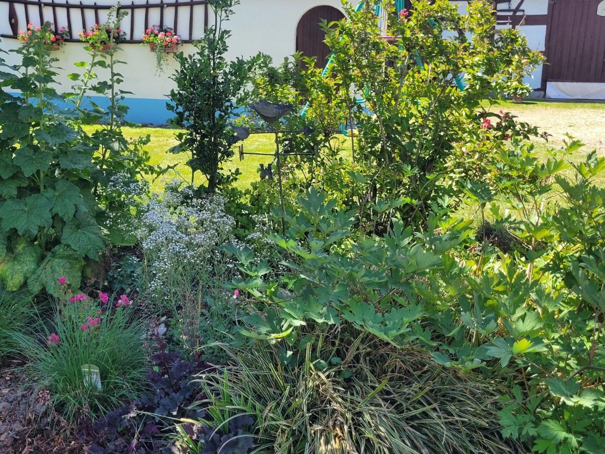 Cosy Holiday Home In Schleithal With Garden المظهر الخارجي الصورة